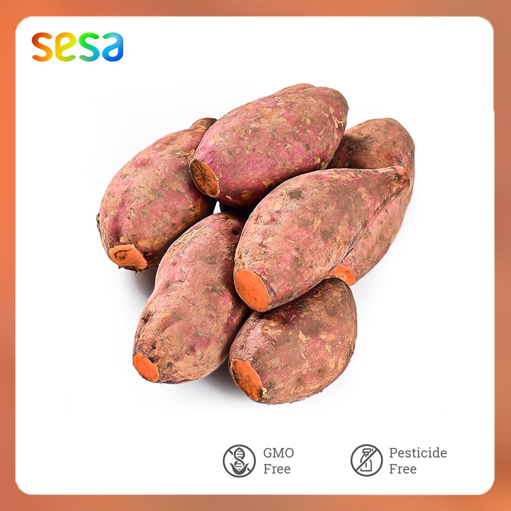 

UBI Sweet Potato 1kg - Bibit NON-GMO