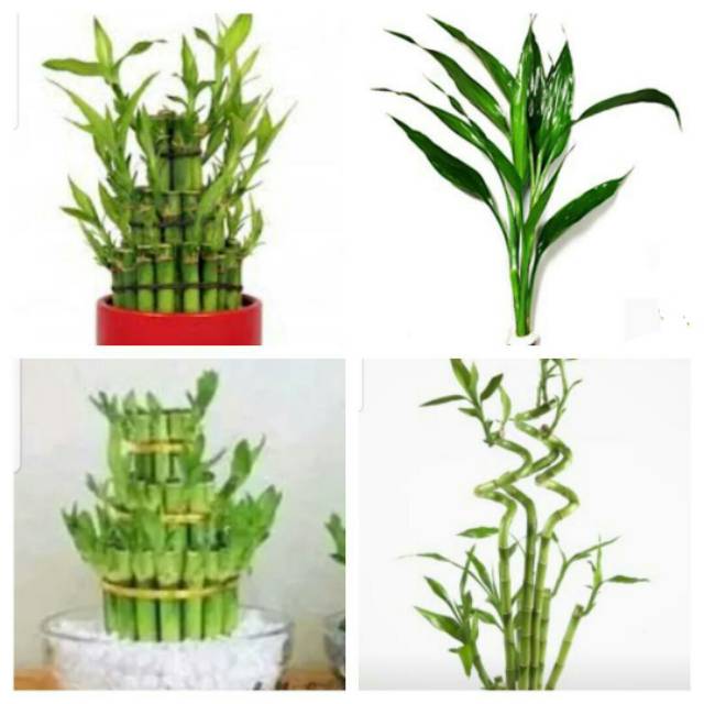 Bibit stek 1 batang bambu  hoki dracaena sanderiana tanaman hias indoor 