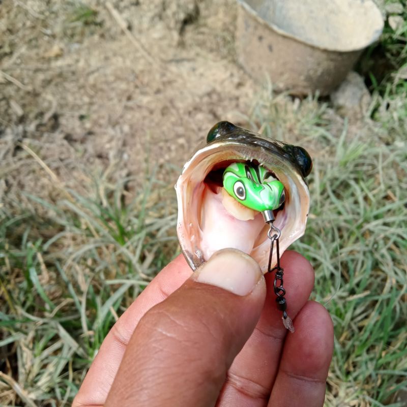 soft frog / umpan casting / umpan ikan gabus / soft froggy