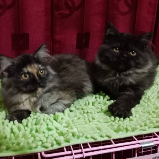 (SOLD)  Kitten norwegian jantan