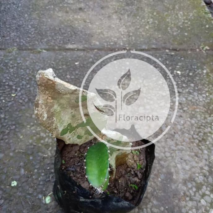 Ready! Bibit Buah Naga Kuning - Pohon Buah Naga Kuning New!