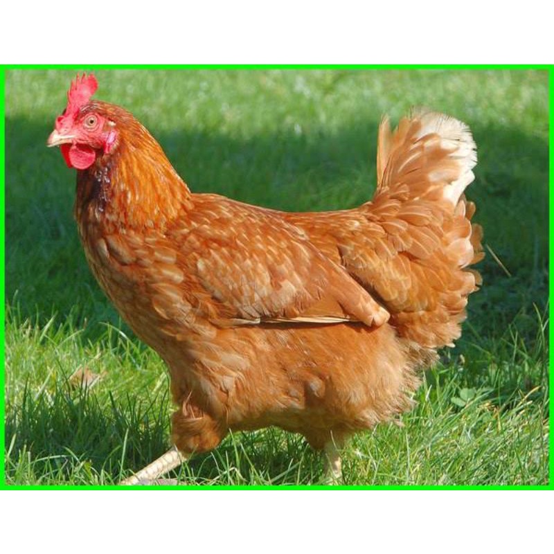 

TELUR TETAS AYAM RAS PALING TANGGUH DIDUNIA