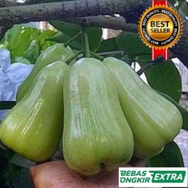 Bibit Jambu Air Madu Deli  Cepat Berbuah+bonus bibit sirsak madu jumbo