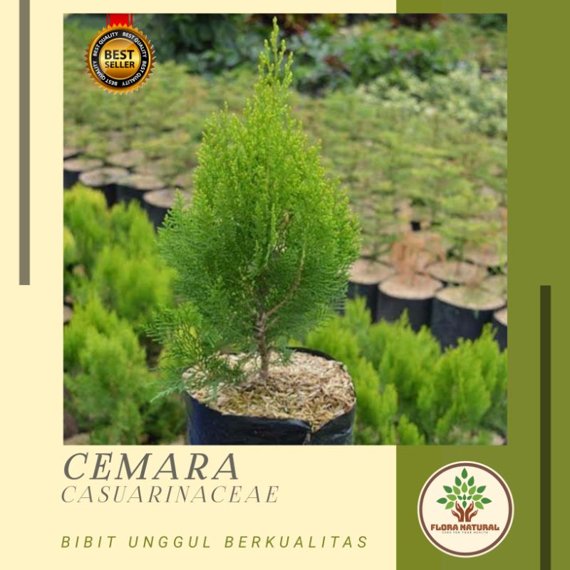 Bibit tanaman cemara pohon cemara