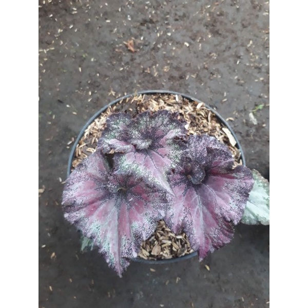 tanaman hias begonia keong ungu / begonia keong ungu