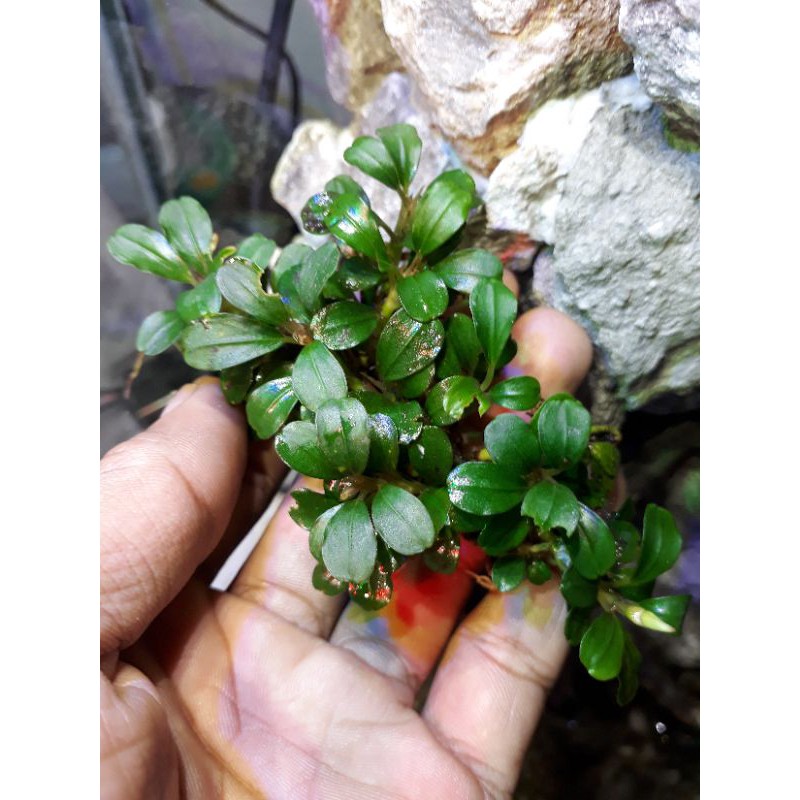 Bucephalandra Brownie Helena clump tanaman Aquascape