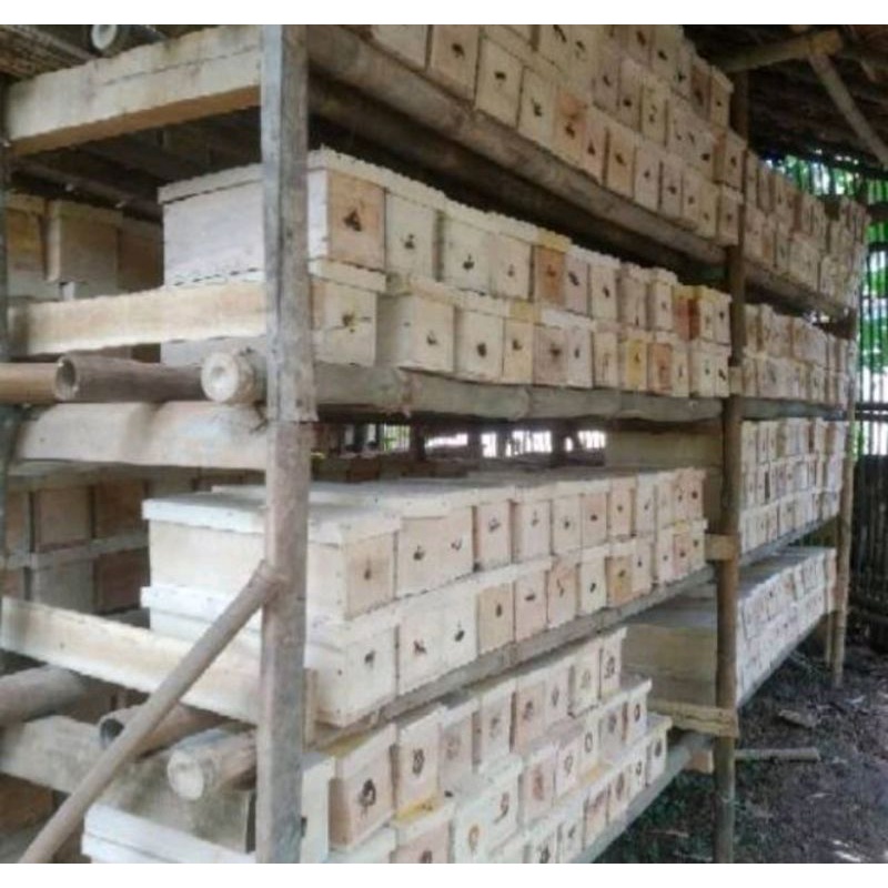 

klanceng,kelulut,teweul,trigona siap produksi madu dalam kotak maupun bambu dan kayu