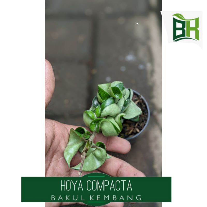 Hoya Compacta - Tanaman Hias hoya - bibit hoya pink compacta