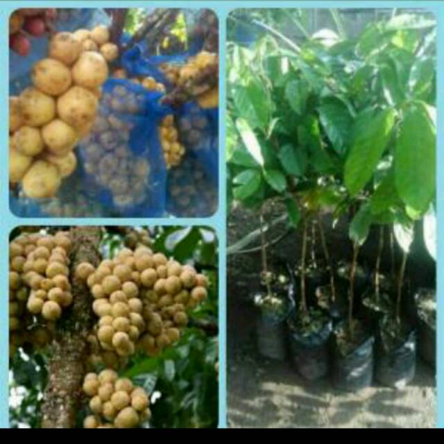 bibit duku palembang asli