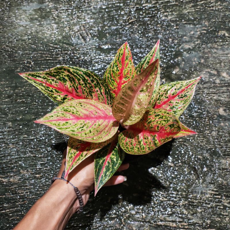 Aglonema Red Legacy