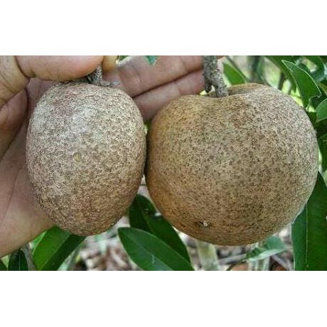 BIBIT TANAMAN BUAH SAWO MALAYSIA JUMBO CIKU MEGA PRODUCT