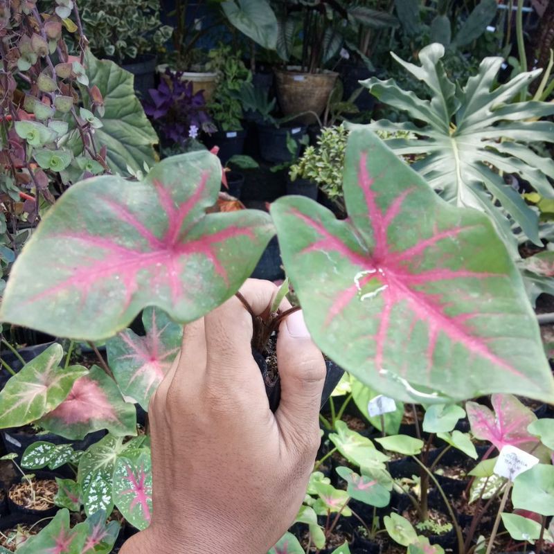 keladi funny munson anakan