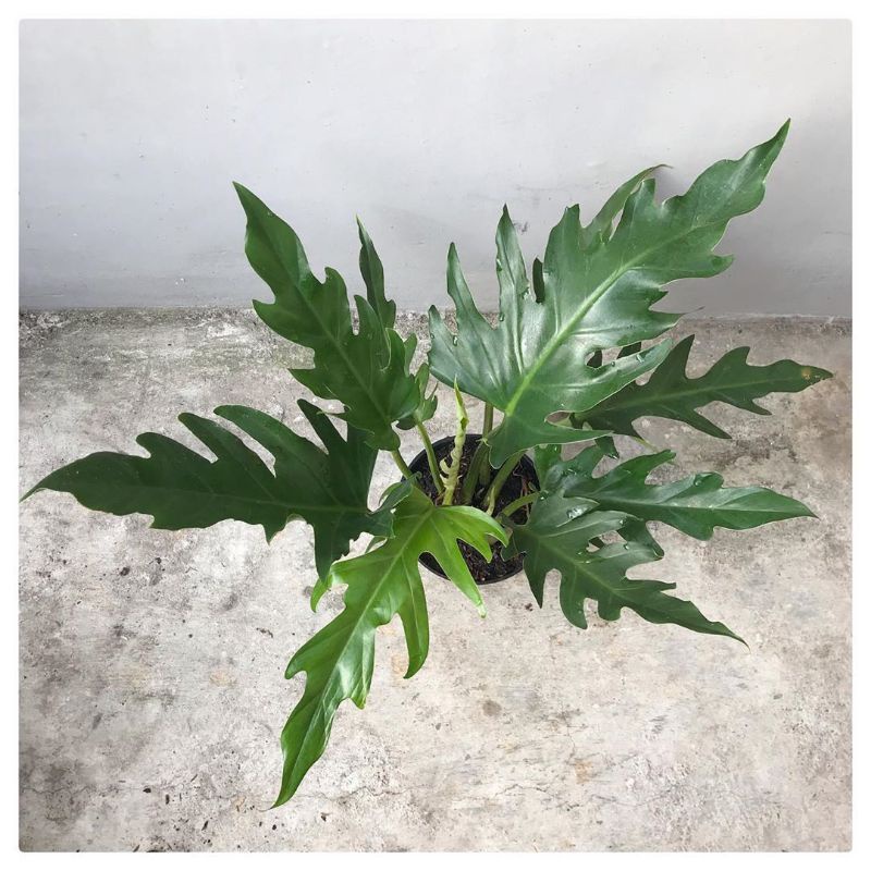 Tanaman Hias Philodendron Keris philo Green saw keris