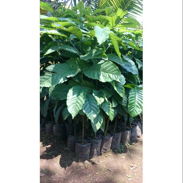 Bibit Kopi Robusta Tunas Bibit