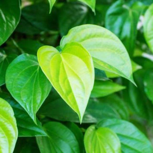 DAUN SIRIH SEGAR 1 KG