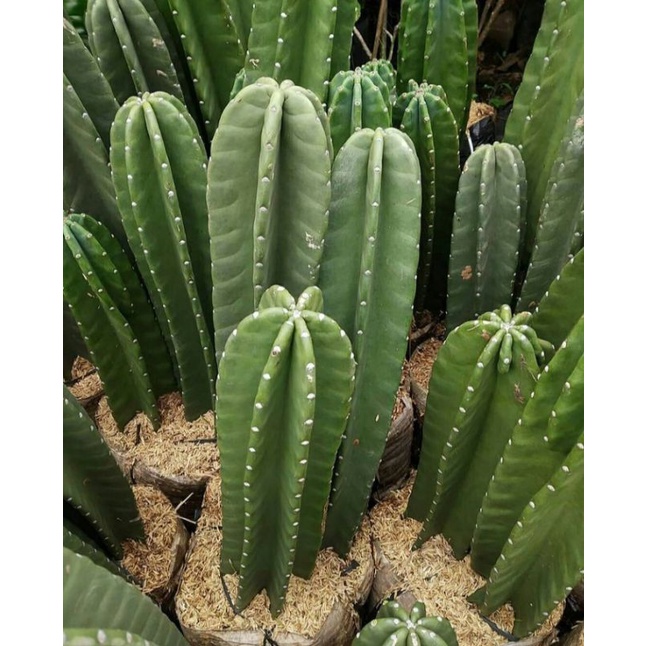 Kaktus Koboi 35- 45cm Tanpa Duri Premium Mulus Kaktus Hidup Kaktus Sukulen Kaktus Hidup Tanaman Hias