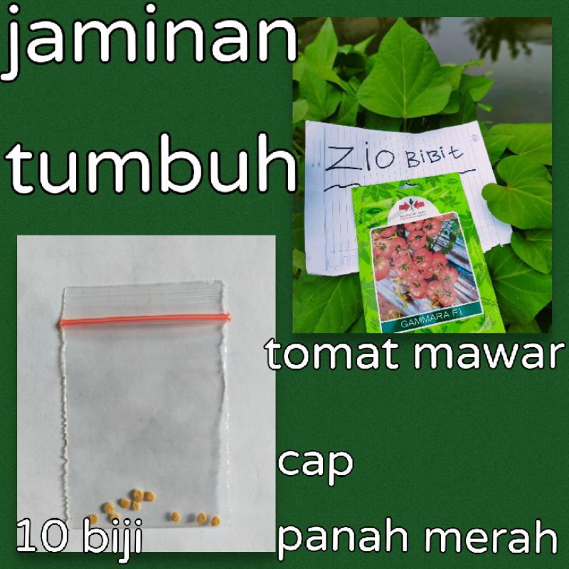 Benih tomat mawar cap panah merah
