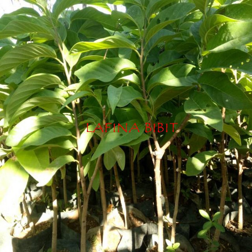 

Srikaya jumbo