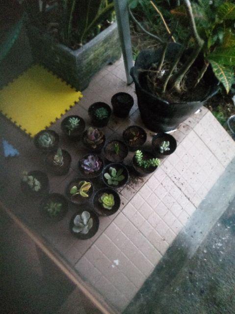 Paket Hemat Tanaman Hias Sukulen Kaktus Isi 5pcs Bisa Indoor Outdoor