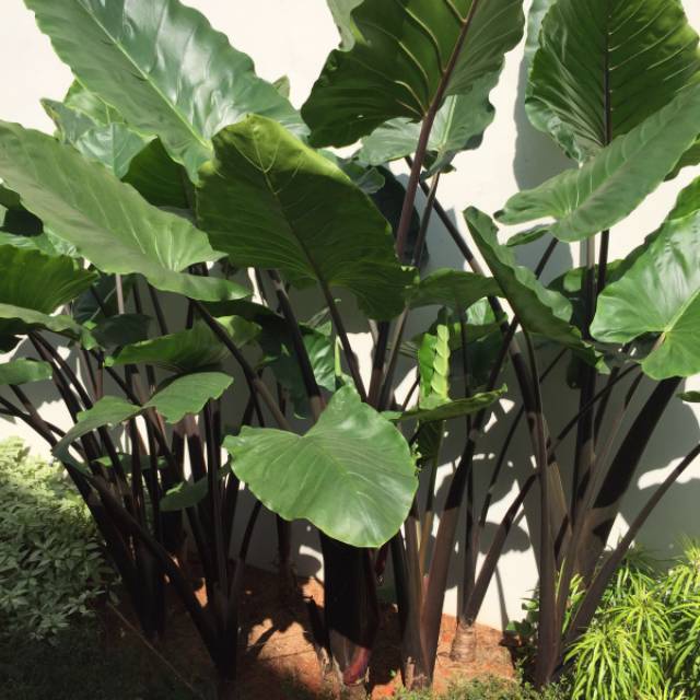 tanaman hias bunga keladi sente hitam kosia mart