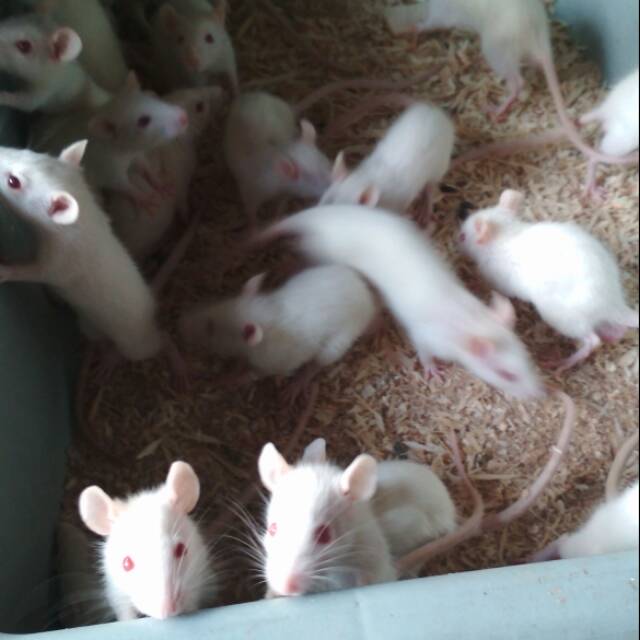 Tikus putih rat small