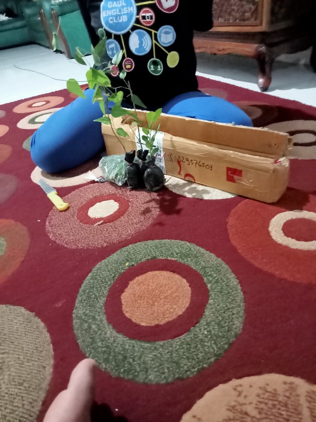 20 Biji Bunga Telang