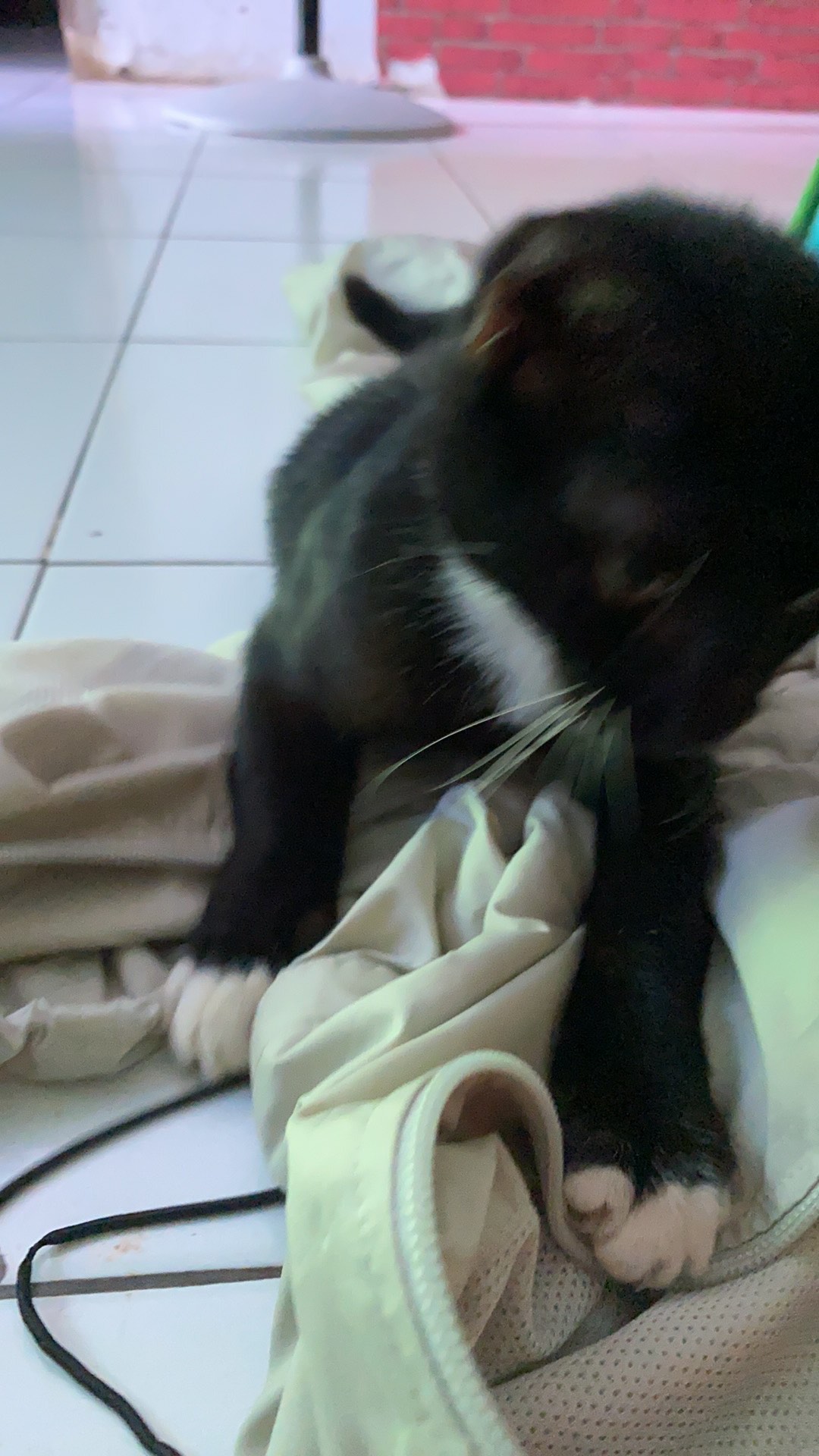 Tempat Surat Ukuran S / Keranjang Plastik Serbaguna Buah Dan Sayur Doky