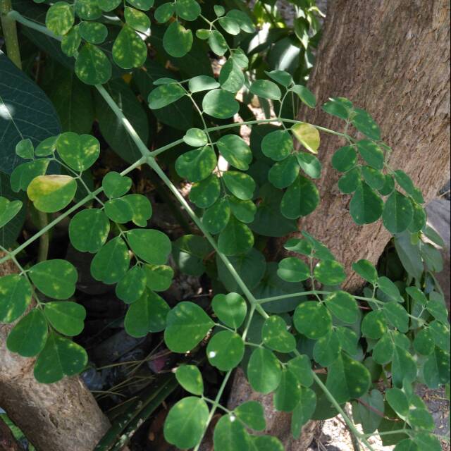

Daun Kelor Fresh Segar untuk Daya Tahan Tubuh