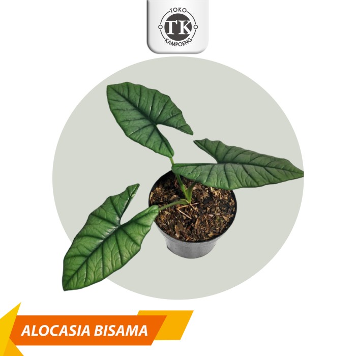 Bibit Alocasia Bisma- bonggol alocasia bisma (limited) - BONGGOL