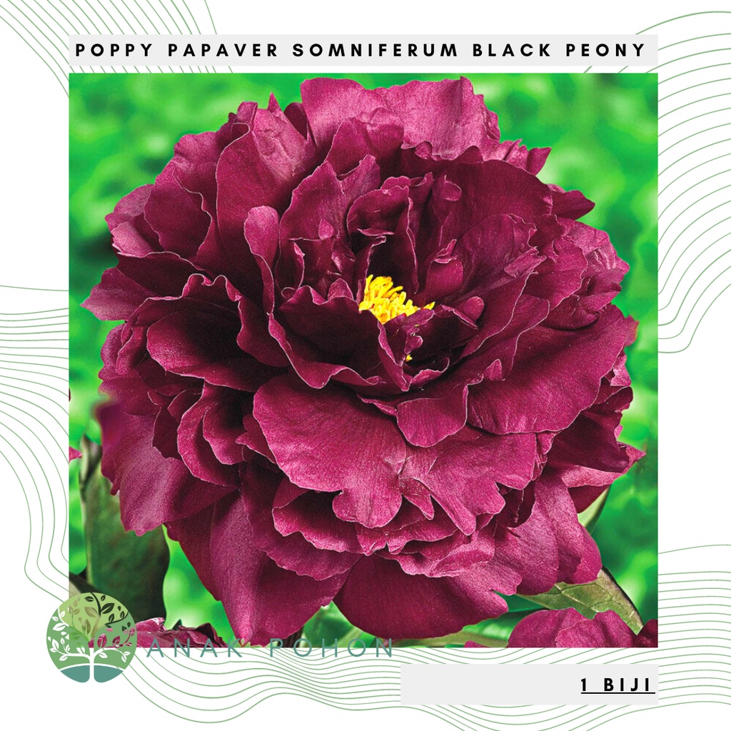 Benih Bibit Biji - Bunga Poppy Papaver Somniferum Black Peony Flower Seeds - IMPORT