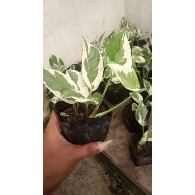 tanaman hias sirih belanda