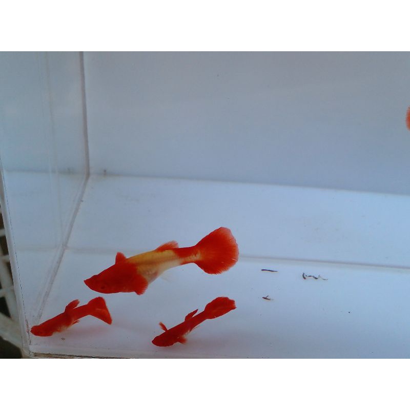 guppy albino koi red ear gen king koi