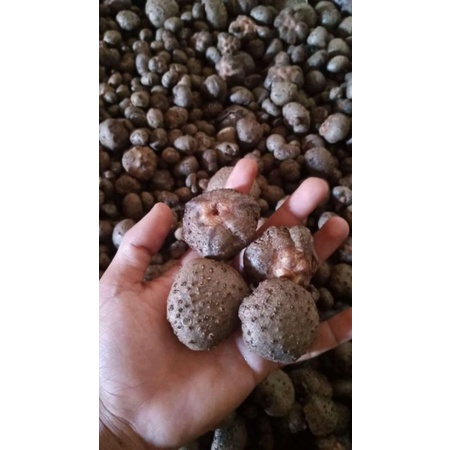 Benih bibit katak porang kwalitas super asli Dorman jaminan tumbuh