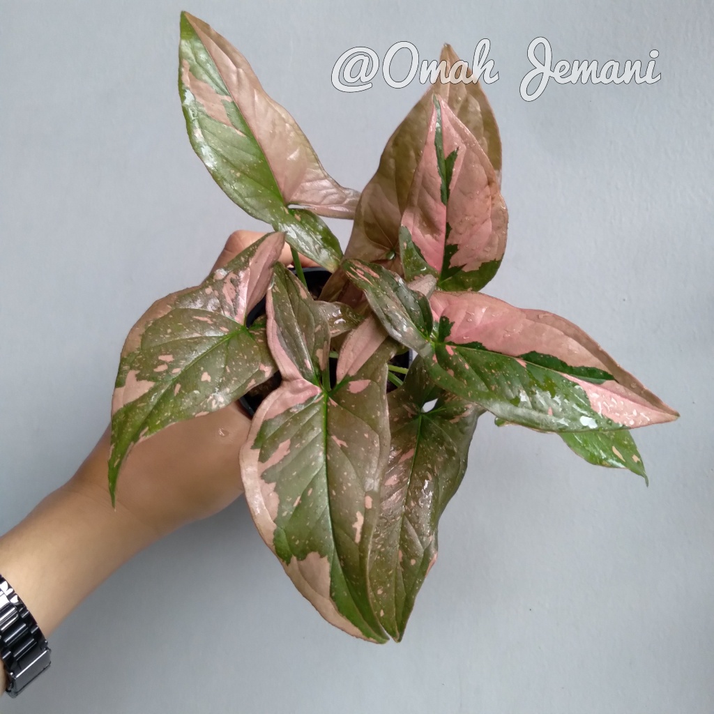 Syngonium Pink Splash / Syngonium Splash (BIBIT PILIHAN BERKUALITAS)