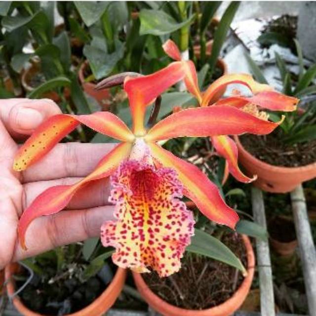 Anggrek Cattleya Rcc Frances Fox