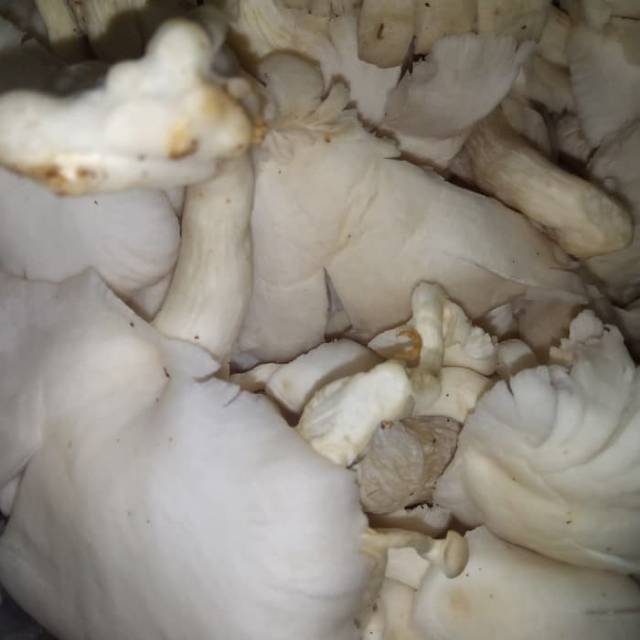 

Jamur tiram