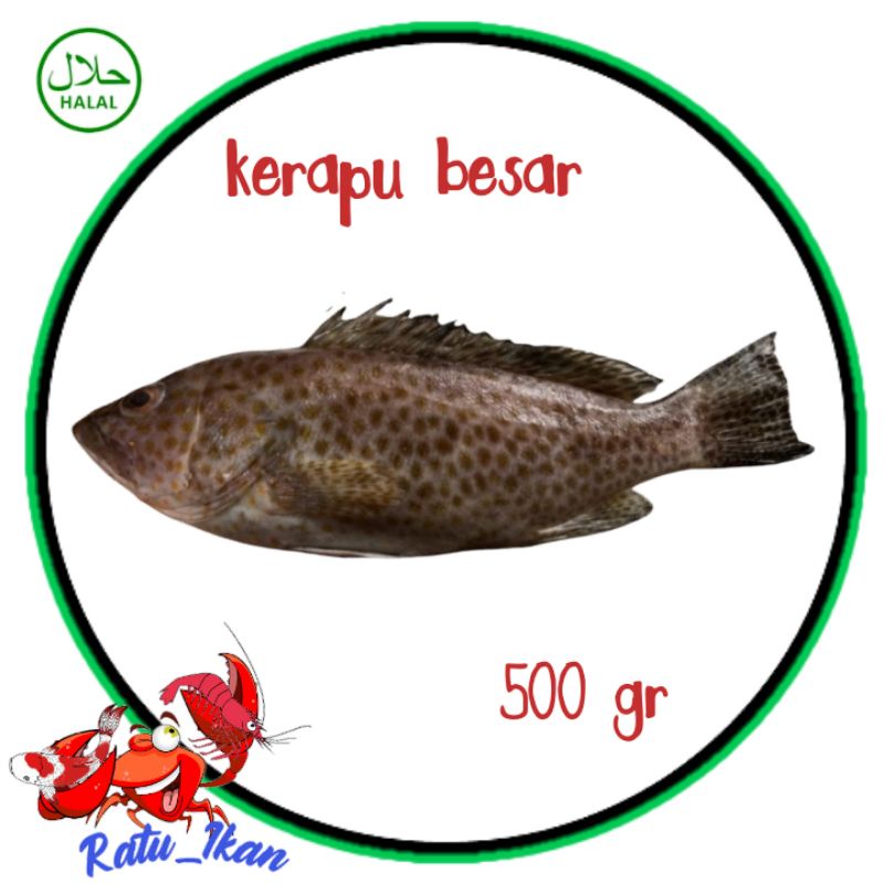 

ikan kerapu besar[500gram] ratu_ikan