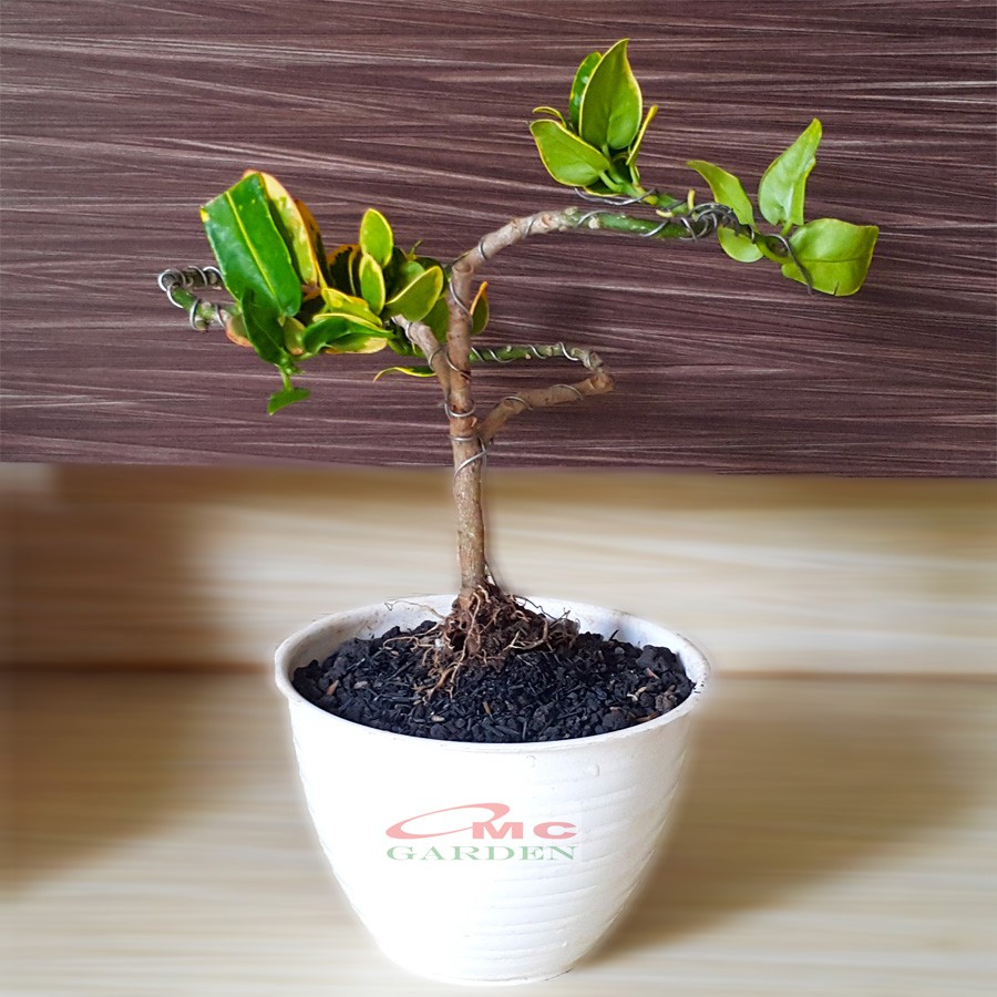 Tanaman Hias Pohon Bonsai Mame Puring Croton Emping Jengkol Coin Mawar B-PR-EMPING-003