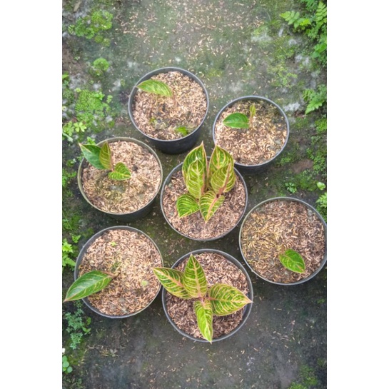 aglaonema beby kresna conon