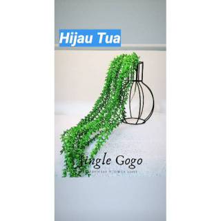 Daun Gantung Succulent Lee Kuan Yew Rambat Plastik Bunga Daun Gantung Succulent Lee Kuan Yew Rambat Plastik Bunga