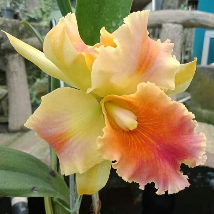 sedling anggrek dendrobium hybird galaxy