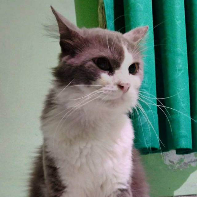 adizza.juwitanoviyani