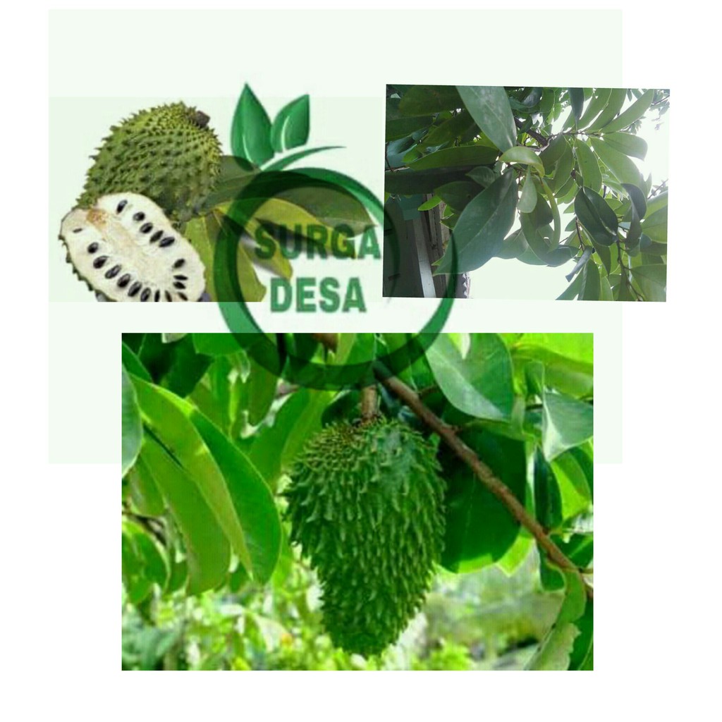 12+ Gambar Daun Durian Belanda - Richa Gambar