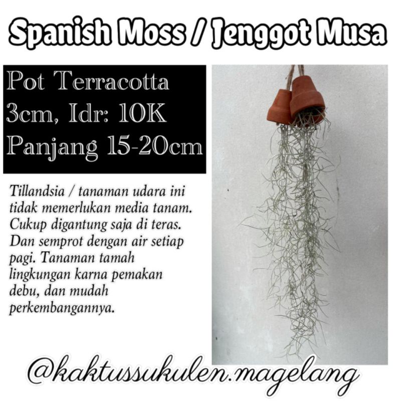 Tanaman Hias Udara | Tillandsia Usneioides | Spanish Moss | Jenggot Musa / Nabi Terakota Mini 3cm