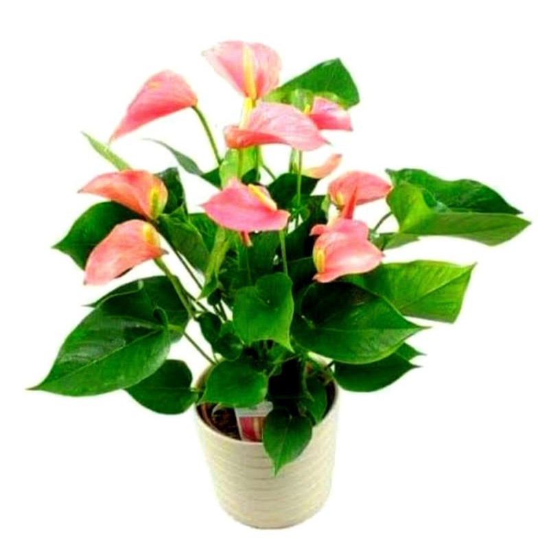 anthurium micki mouse / anthurium mini