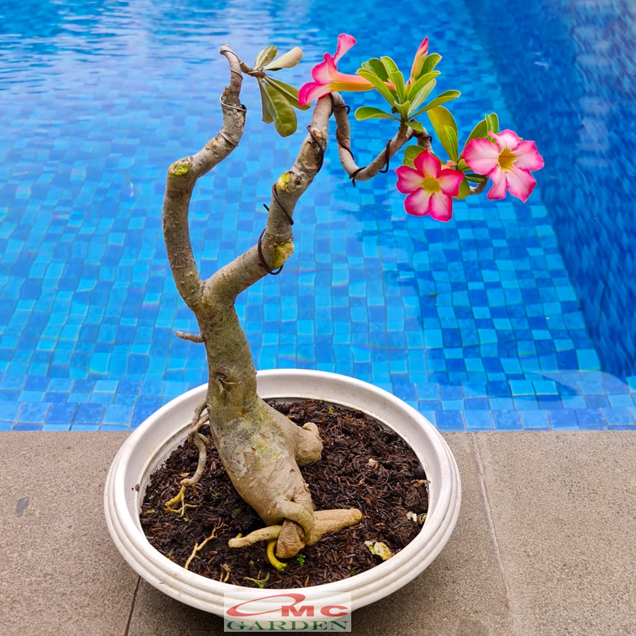 Tanaman Hias Bonsai Adenium Arabicum Obesum Kamboja Jepang B-KJ-015