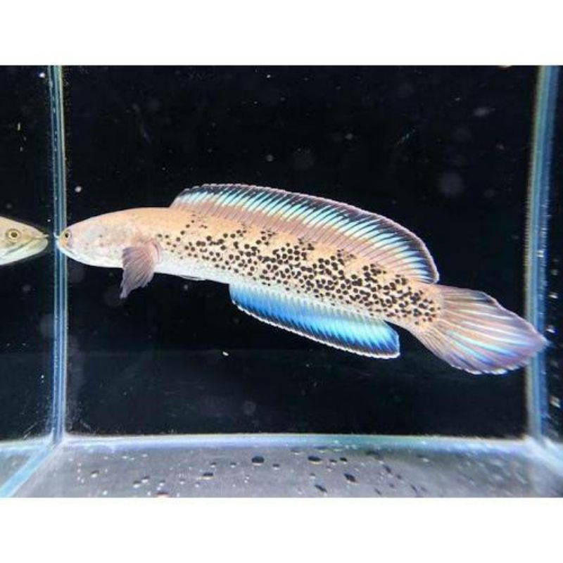 Stewarti karbialong sz 3-5