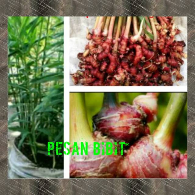 

BIBIT JAHE MERAH