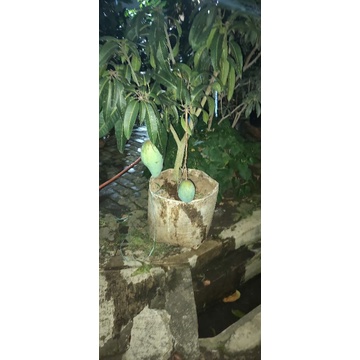 pohon mangga kiojay berbuah