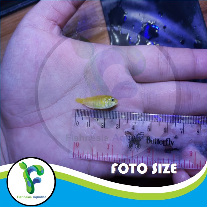 Ikan Hias Aquascape Lemon Cichlid/Lemon Siklid